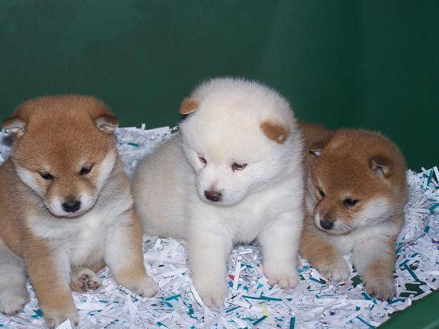 4 week old puppies