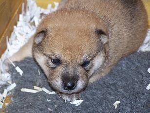 3 week old puppies